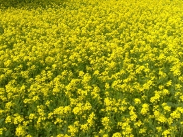 1200px-Mustard_plant_bangladesh.jpg