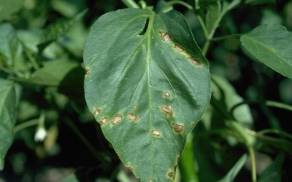 Leaf Blight