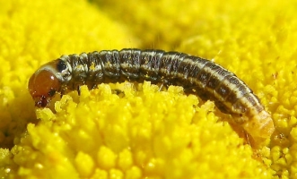 Pyralid Caterpillar
