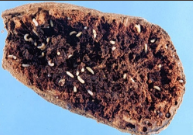 sweet potato weevil.png