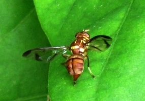 फल की मक्खी