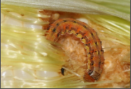 Corn Worm