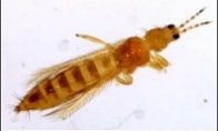 thrips.png