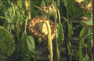 alternaria blight.png