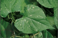 thrips.png