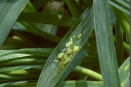 Aphids