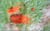 mite.png