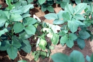 8131idea99cowpea_seedling_morality.jpg 8131idea99cowpea_seedling_morality.jpg