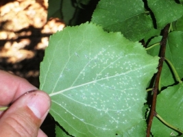 Apricot Aphids.JPG