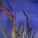 thrips.png