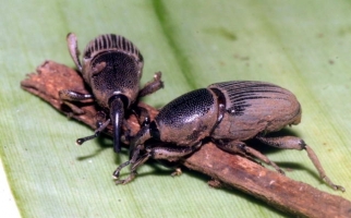 Rhizome Weevil