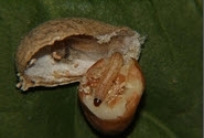 Pod Borer