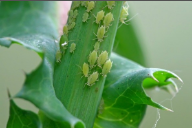 aphids and thrips.png