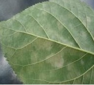 Downy Mildew