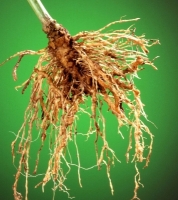 Root Rot