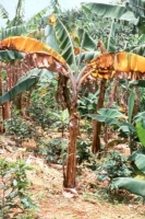 Fusarium Wilt