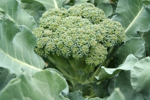 broccoli-head-lo.jpg
