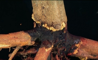 Root Rot