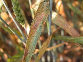 Brown Rust