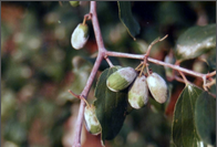 powdery mildew.png