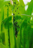 Aphids