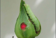 red borer.png