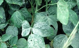 Powdery Mildew