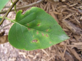 Leaf Blight