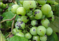 anthracnose.png