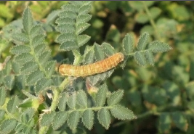 gram pod borer.png