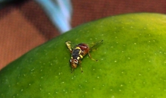 Mango Fruit Fly