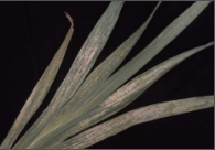 mosaic virus.png