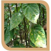 anthracnose betelvine.png