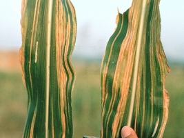 Brown stripe downy mildew