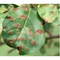 Cercospora spots