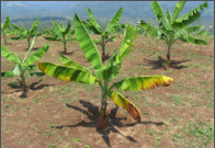 panama disease.png