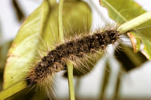 White Cedar Moth