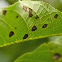 Bacterial Leaf Spot