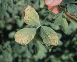 Leaf spot