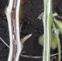 Stem Rot