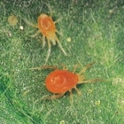 Mite