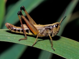 Grasshopper