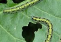 caterpillar.png