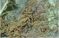 bihar hairy caterpillar.png