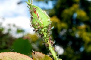 Thrips, Aphids and Leaf Hopper