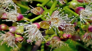 Flower and fruit drop