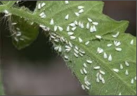 white fly.png