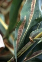 Turcicum leaf blight (TLB)