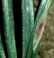 Purple Blotch And Stemphylium Blight