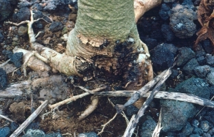 Stem Rot